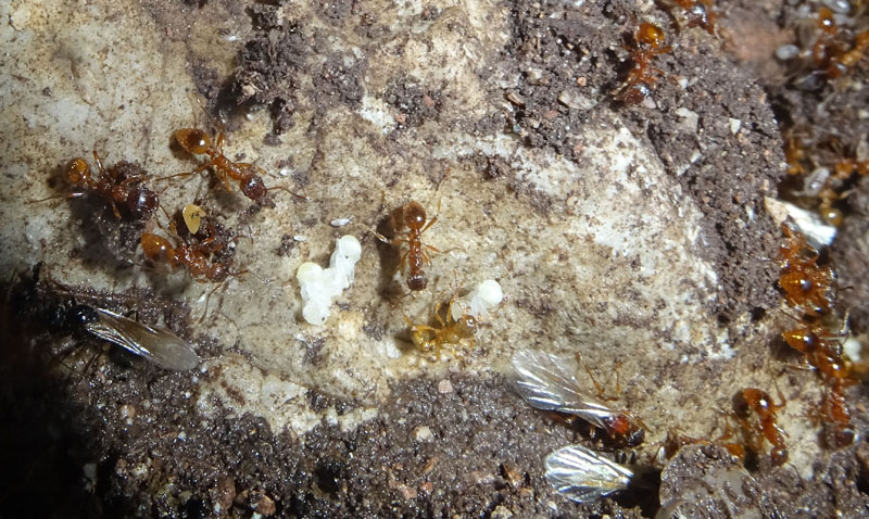 colonia intera di Myrmica sp. - Formicidae